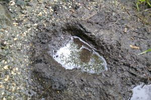 Wildlife tracking