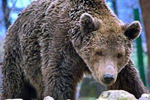 Optional for Day 2: Libearty Bear Sanctuary & Rasnov Citadel